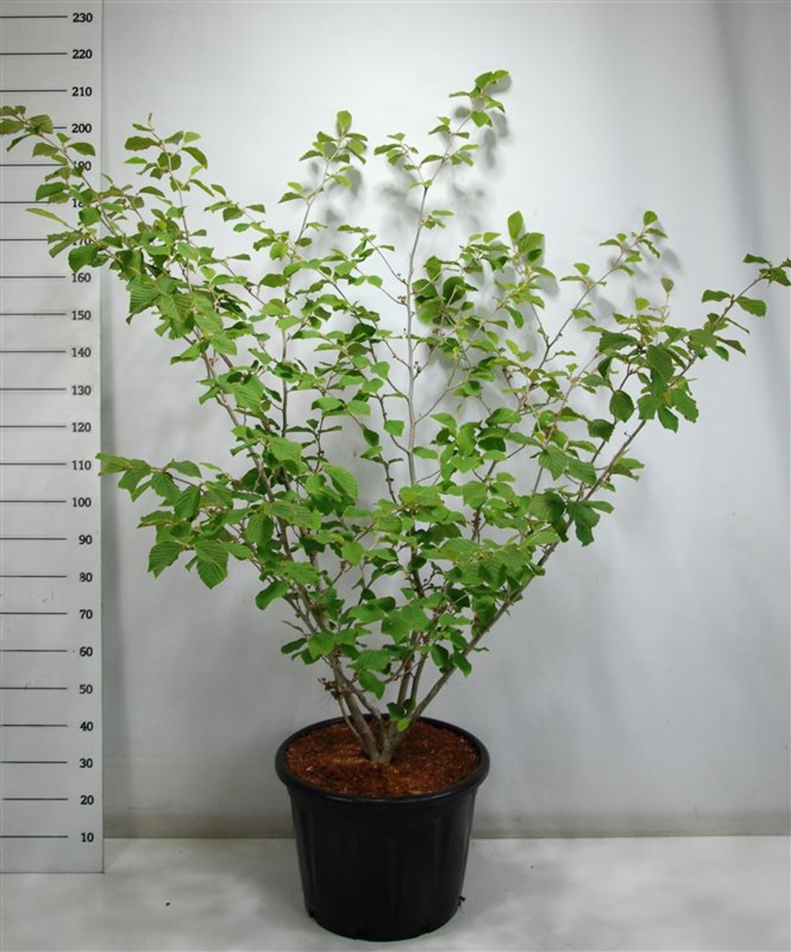 Hamamelis int. 'Westerstede' - C45 125-150 CM